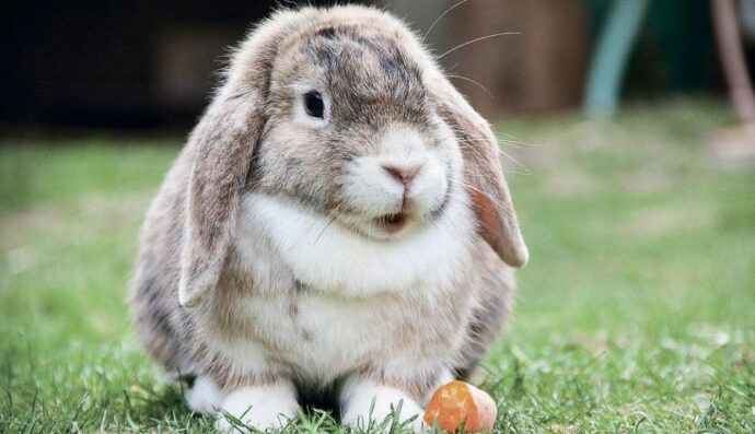 серый кролик на траве