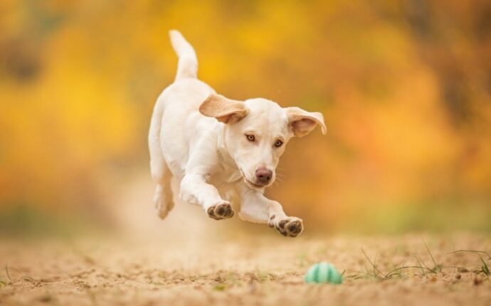 собака бежит за мячом