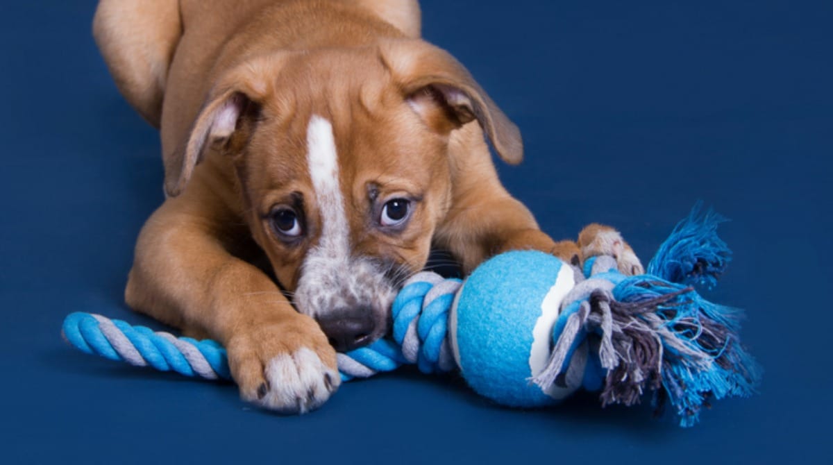 10 незаменимых игрушек для активных игр и тренировок с вашей собакой на улице