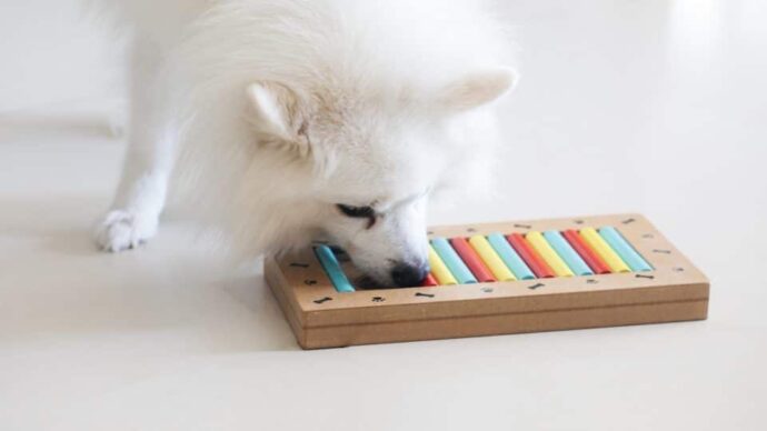 белая собака с игрушкой