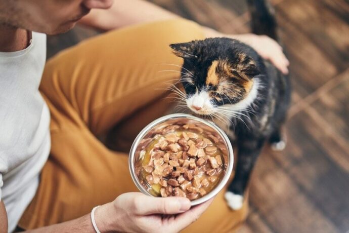 кошка нюхает миску с едой