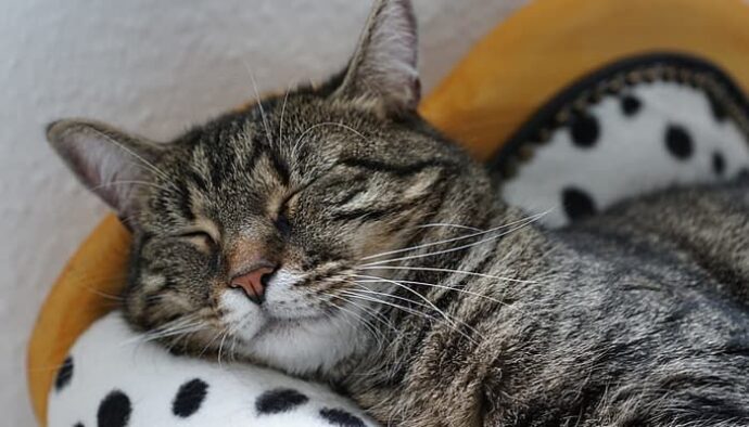 полосатый кот спит