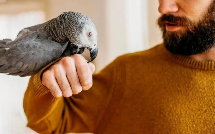 серый попугай сидит на руке у мужчины