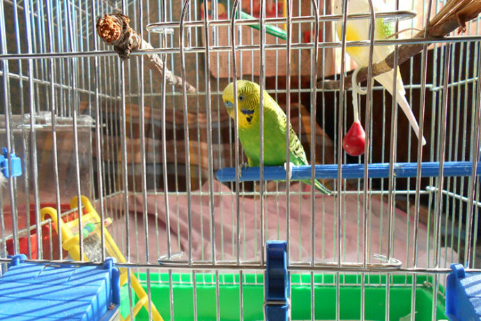 зеленый попугай в клетке