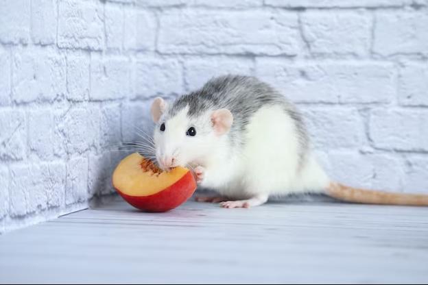 серо-белая крыса ест персик