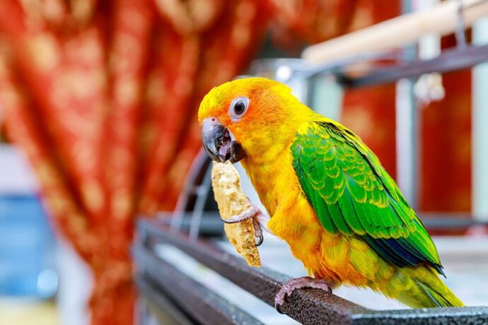 желто-зеленый попугай ест