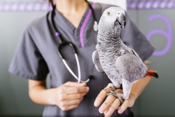 серый попугай сидит на руке ветеринара