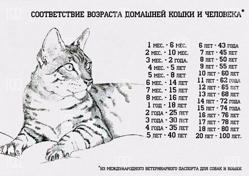 продолжительность жизни кошек