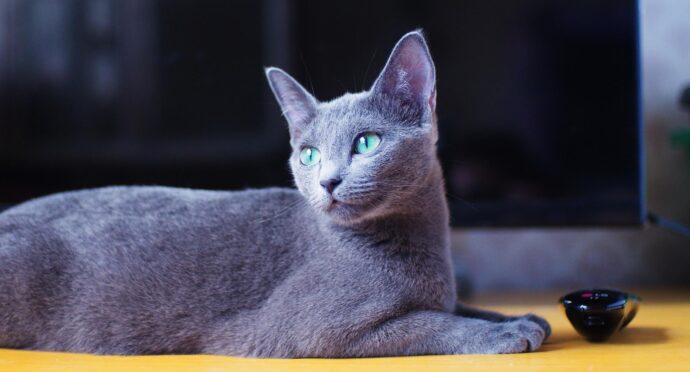 кошка породы русская голубая