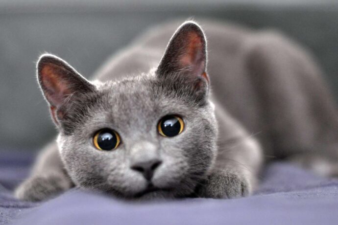 русская голубая кошка с рыжими глазами