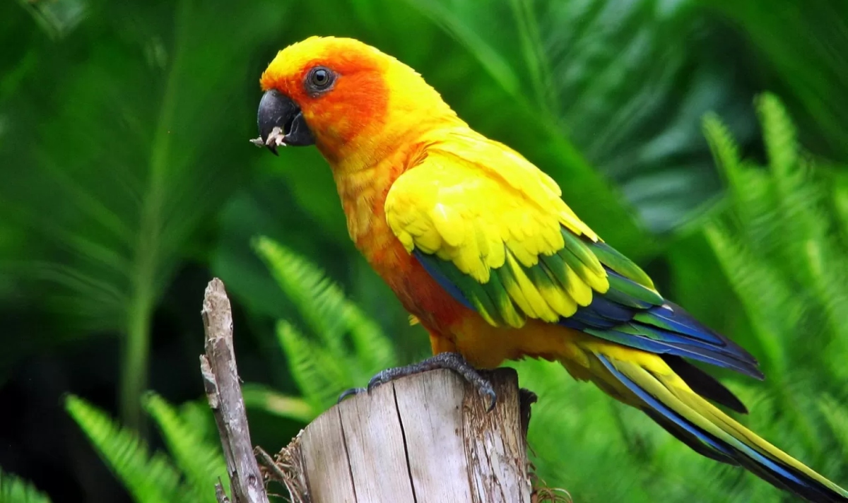 Чем примечательны австралийские попугаи