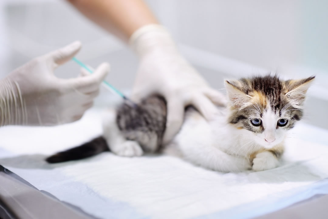 Как вакцинировать котят