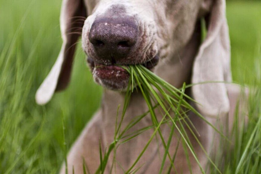 Почему собака жует траву