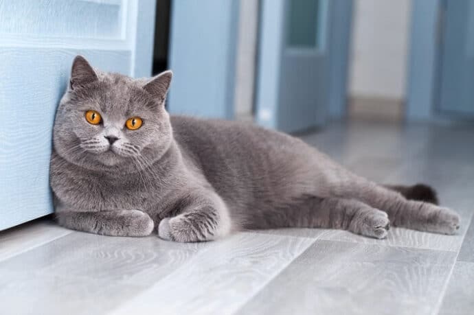 британский короткошерстный кот серого цвета