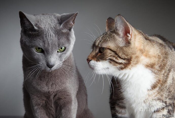 коты в доме серый кот и полосатый