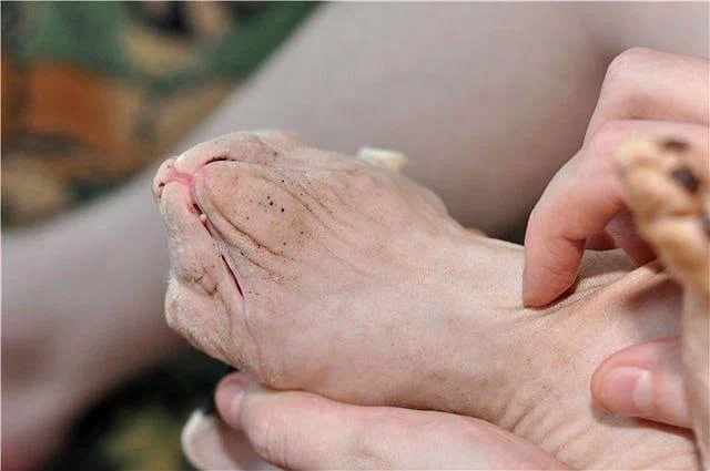 сыпь у сфинксов прыщи на коже у сфинкса