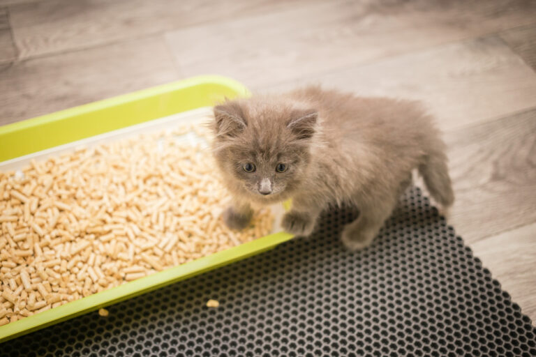 кошачий наполнитель