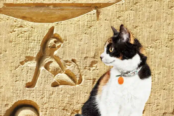 трехцветная кошка