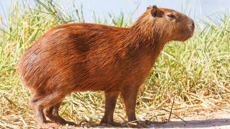 Capybara