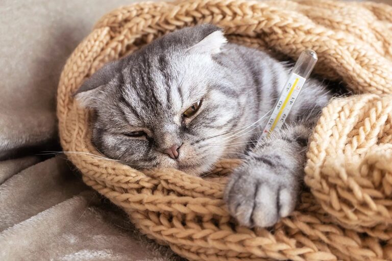 болезни кошек