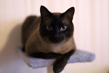 тайская кошка