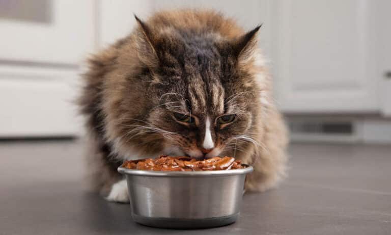 корм для котов